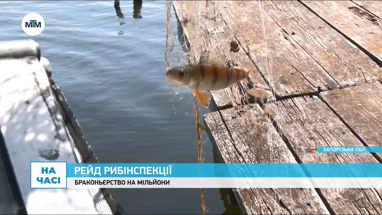 Як запорізьку рибу рятують від браконьєрів