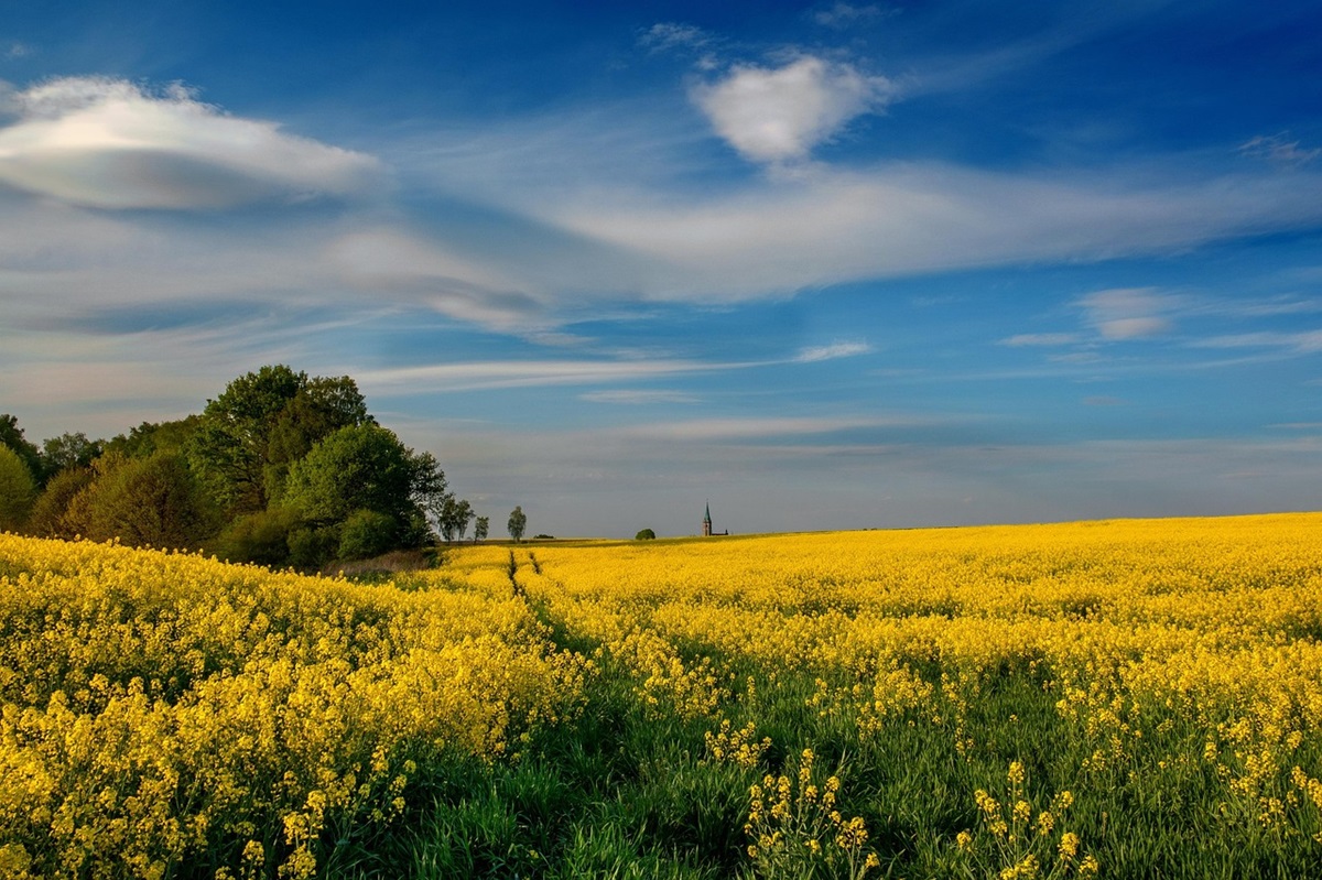 Новини культури - Гороскоп для всіх знаків зодіаку на 12 червня 2025 року