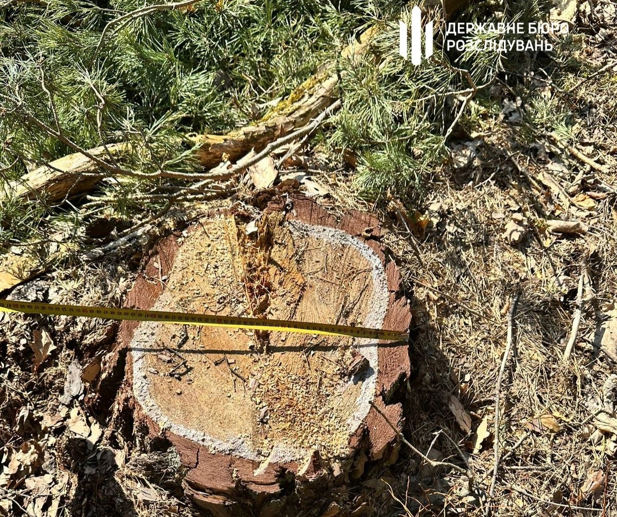 Новини України - На Львівщині колишній лісничий допустив вирубку майже трьох тисяч дерев
