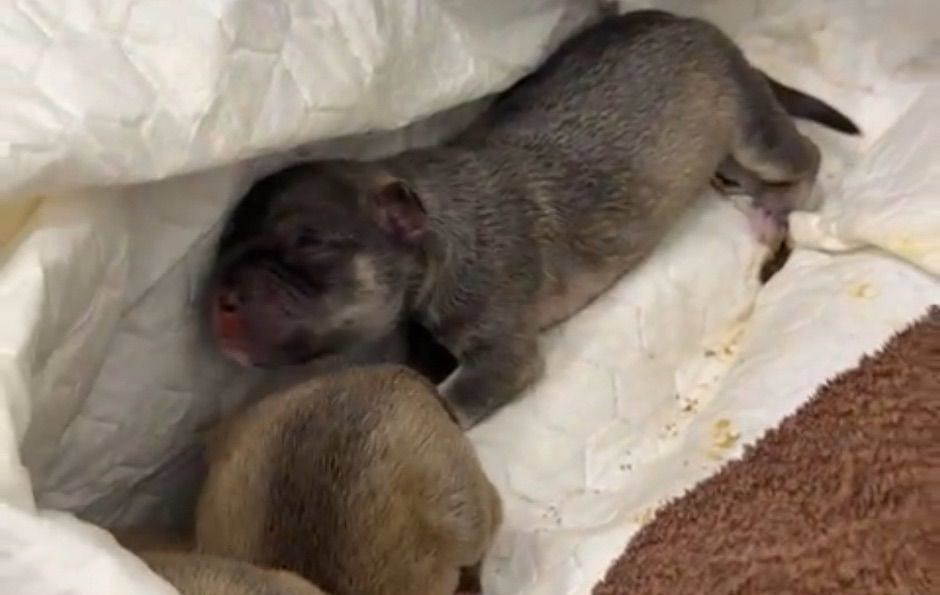 Новини Києва - У Києві на смітник викинули живих цуценят в пакеті