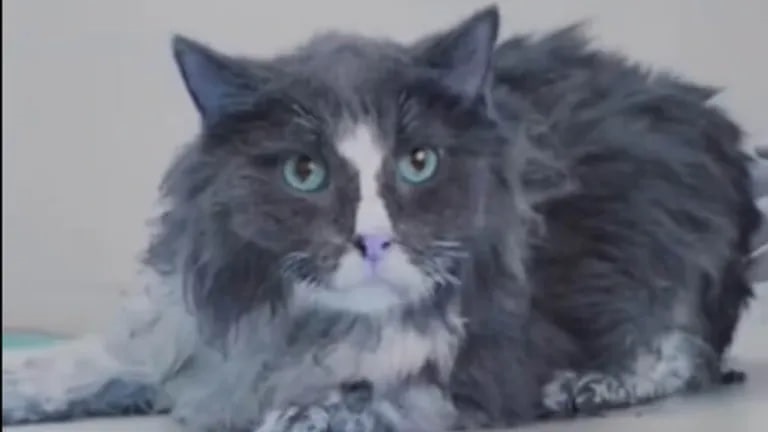 Новини Києва - Удар по Києву: з-під завалів врятували шістьох котів