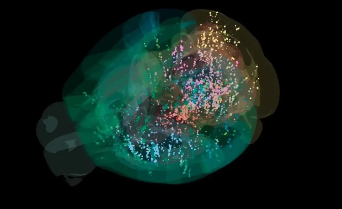 Технології - Вчені створили першу детальну карту прийняття рішень у мозку