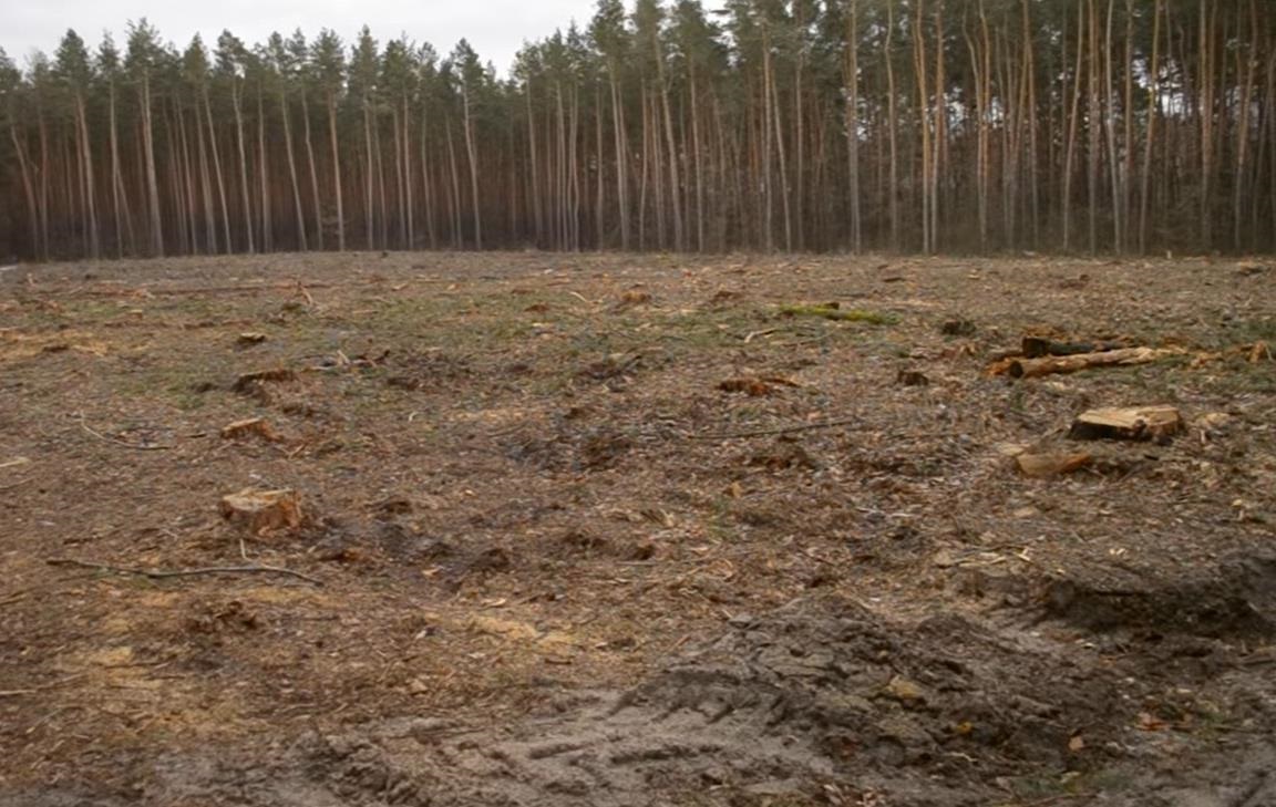 Новини України - Збитки на 546 млн грн: ДБР викрило за рік сотні злочинів в лісовій галузі